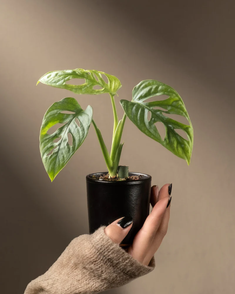 Monstera adansonii 'Mint' Babypflanze - Image 13