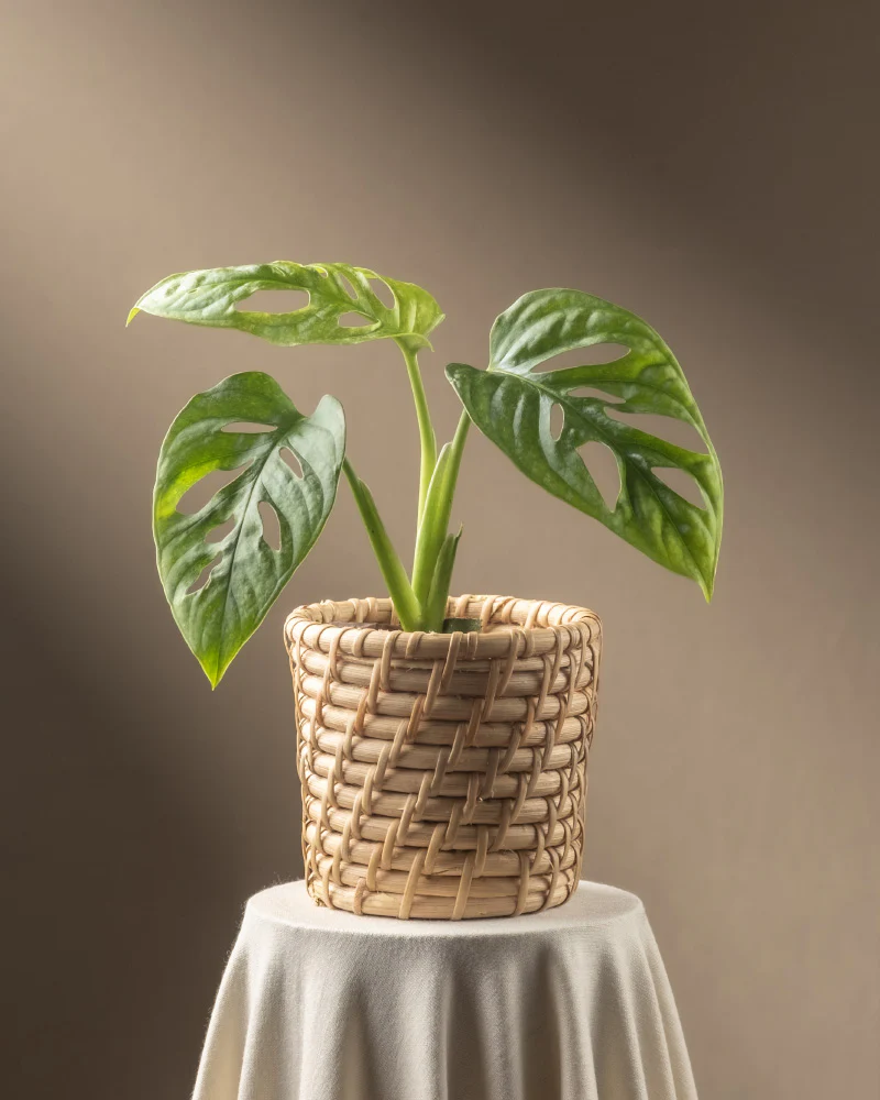 Monstera adansonii 'Mint' Babypflanze - Image 8