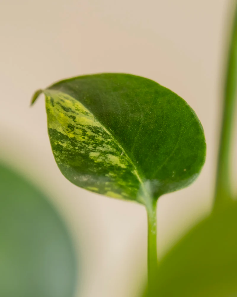 Monstera aurea • feey - Image 10