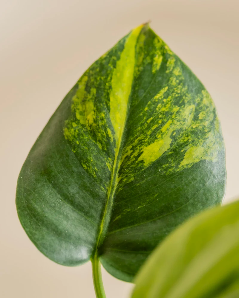 Monstera aurea • feey - Image 12