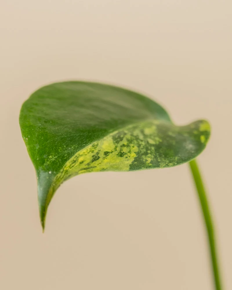 Monstera aurea • feey - Image 13