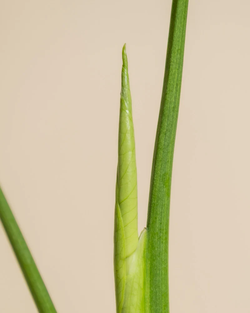 Monstera aurea • feey - Image 14