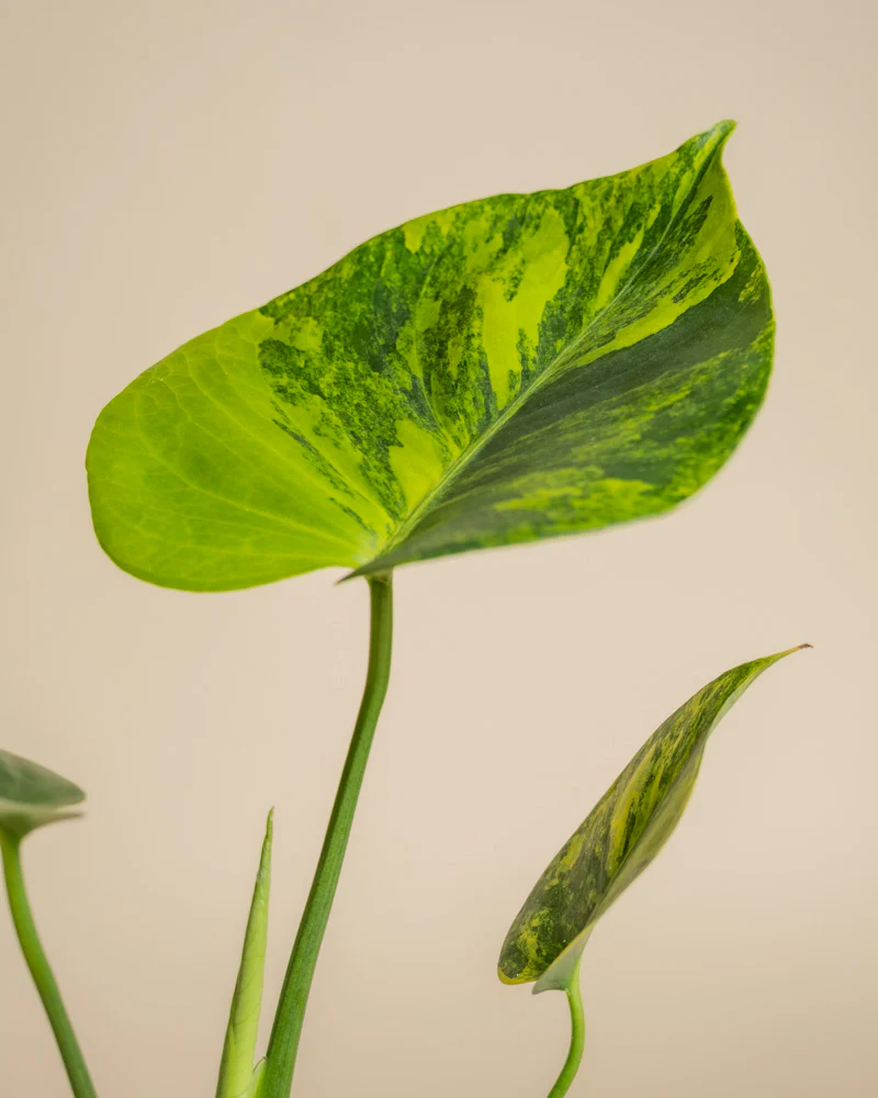 Monstera aurea • feey - Image 15