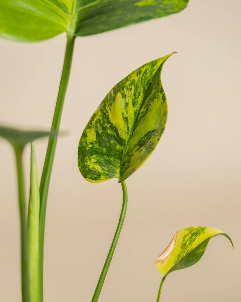 Monstera aurea • feey - Image 16