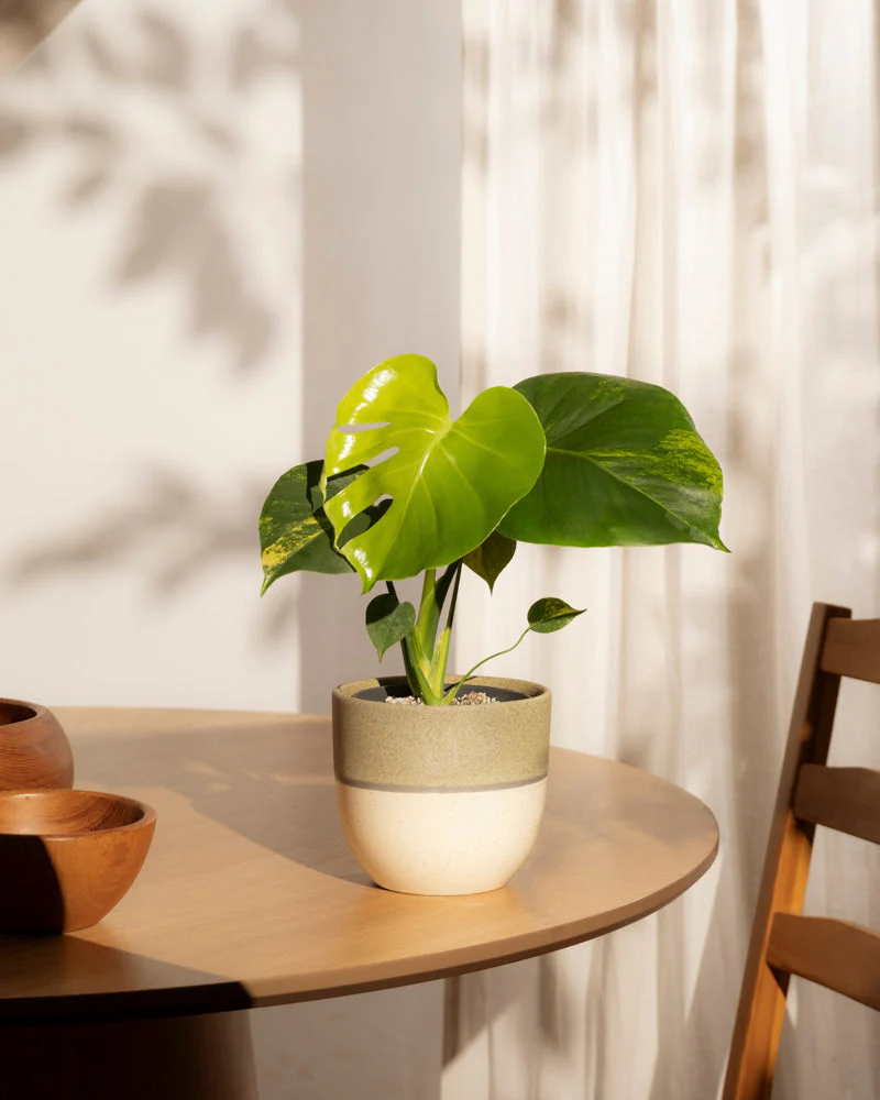 Monstera aurea • feey - Image 17