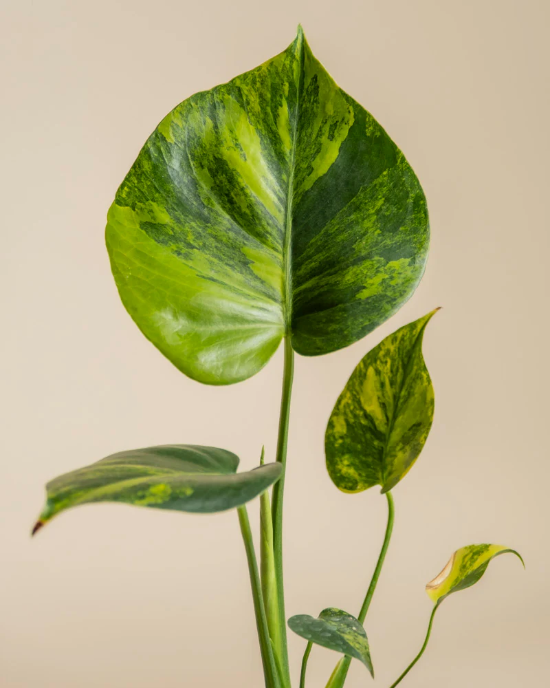 Monstera aurea • feey - Image 9