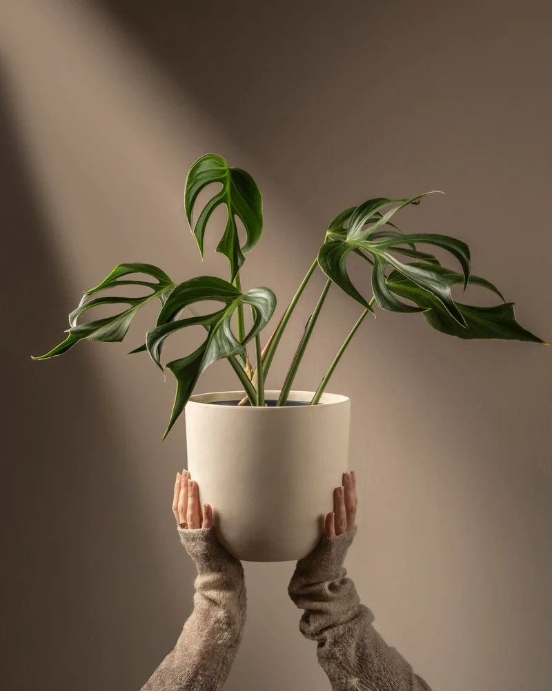 Monstera burle marx flame