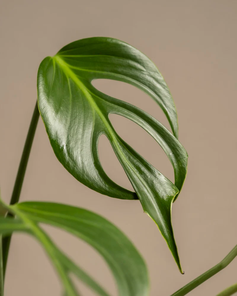 Monstera burle marx flame - Image 10