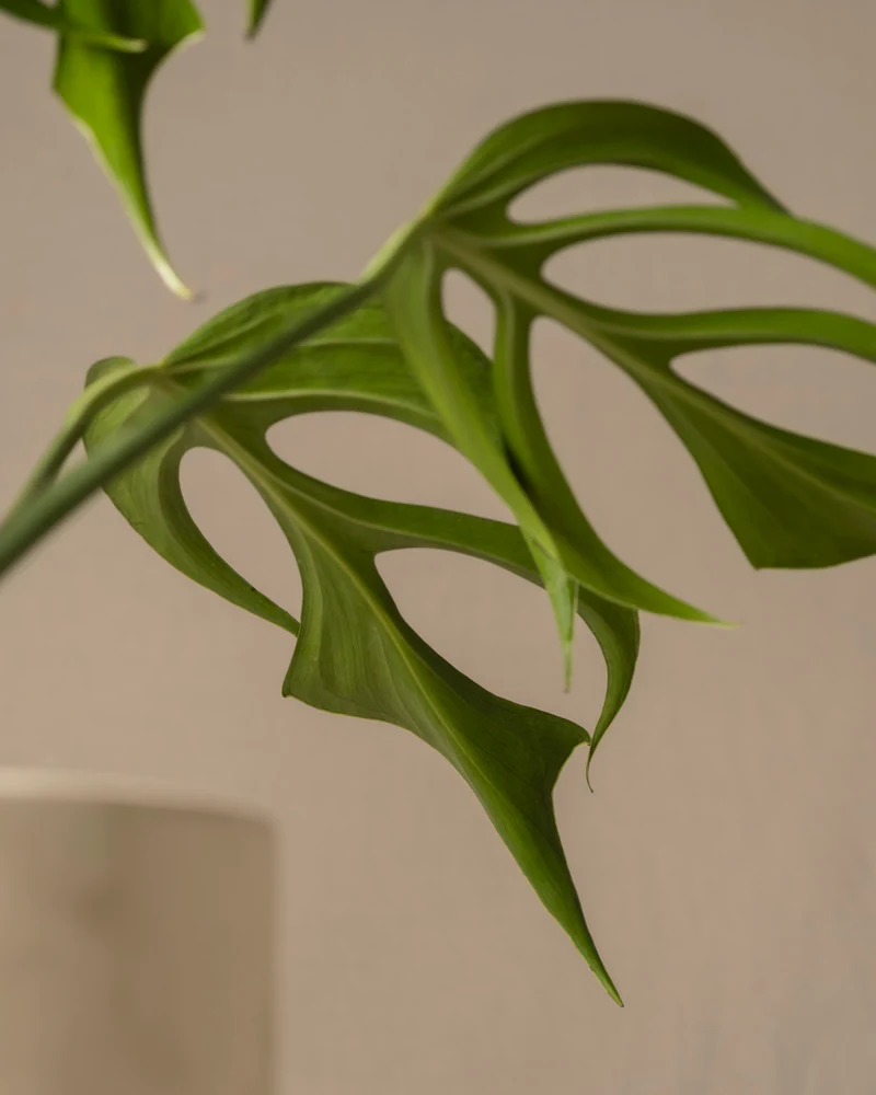 Monstera burle marx flame - Image 11