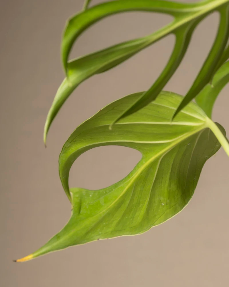 Monstera burle marx flame - Image 12