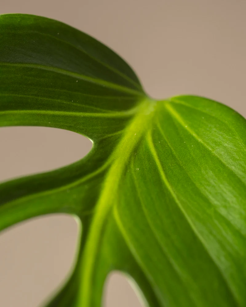 Monstera burle marx flame - Image 13