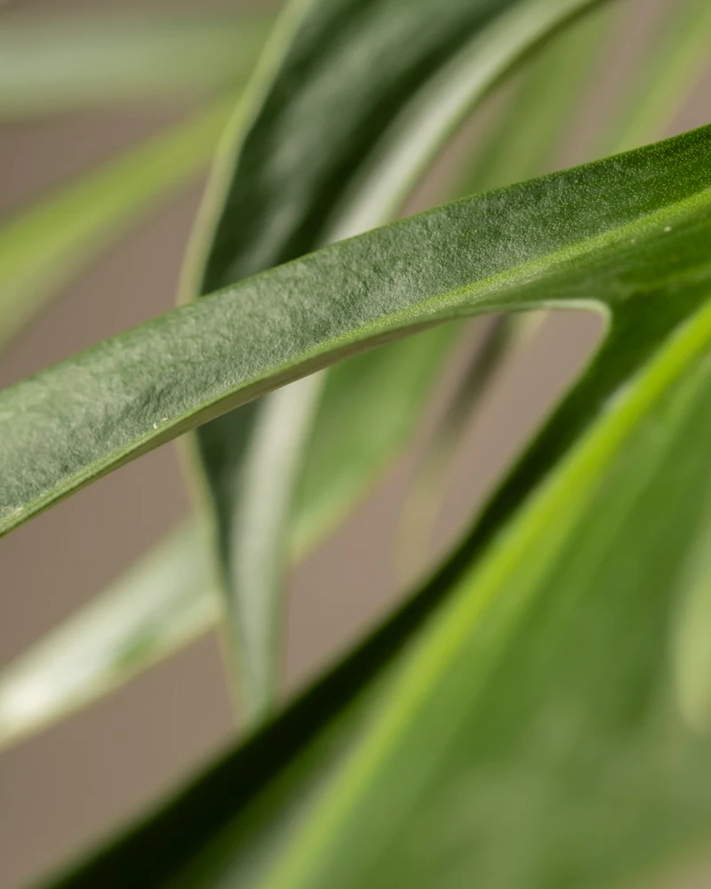 Monstera burle marx flame - Image 14