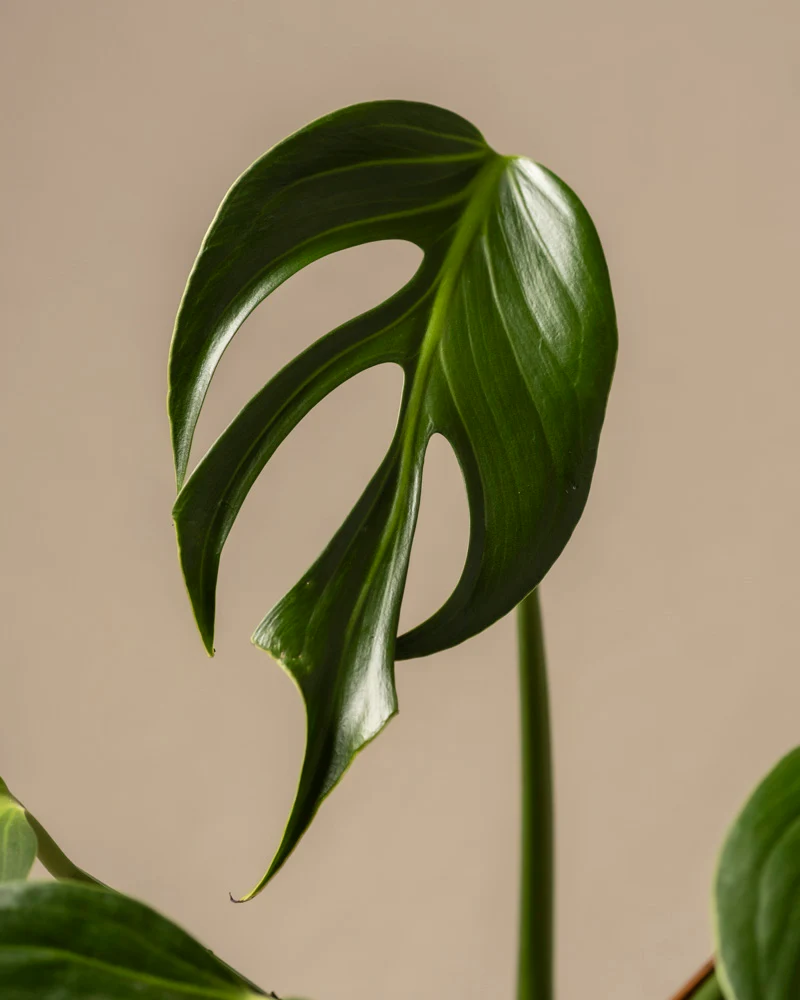 Monstera burle marx flame - Image 15