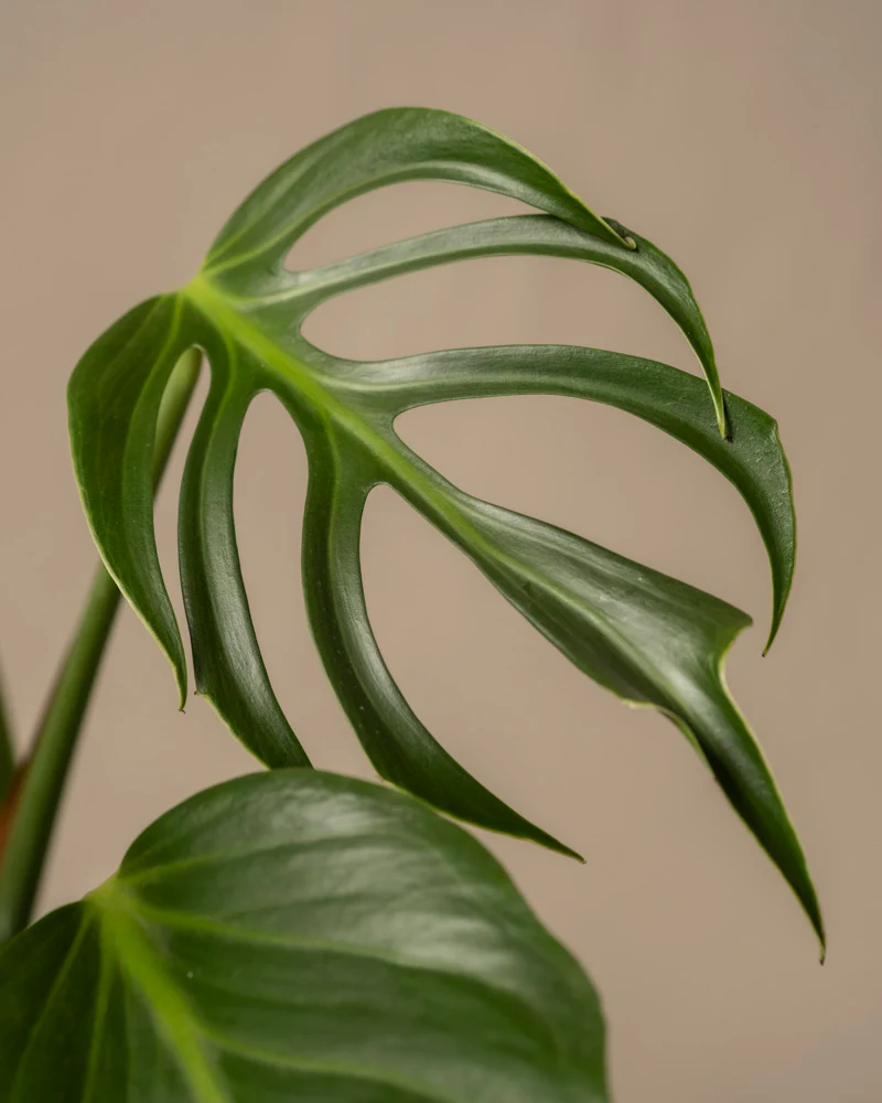 Monstera burle marx flame - Image 2