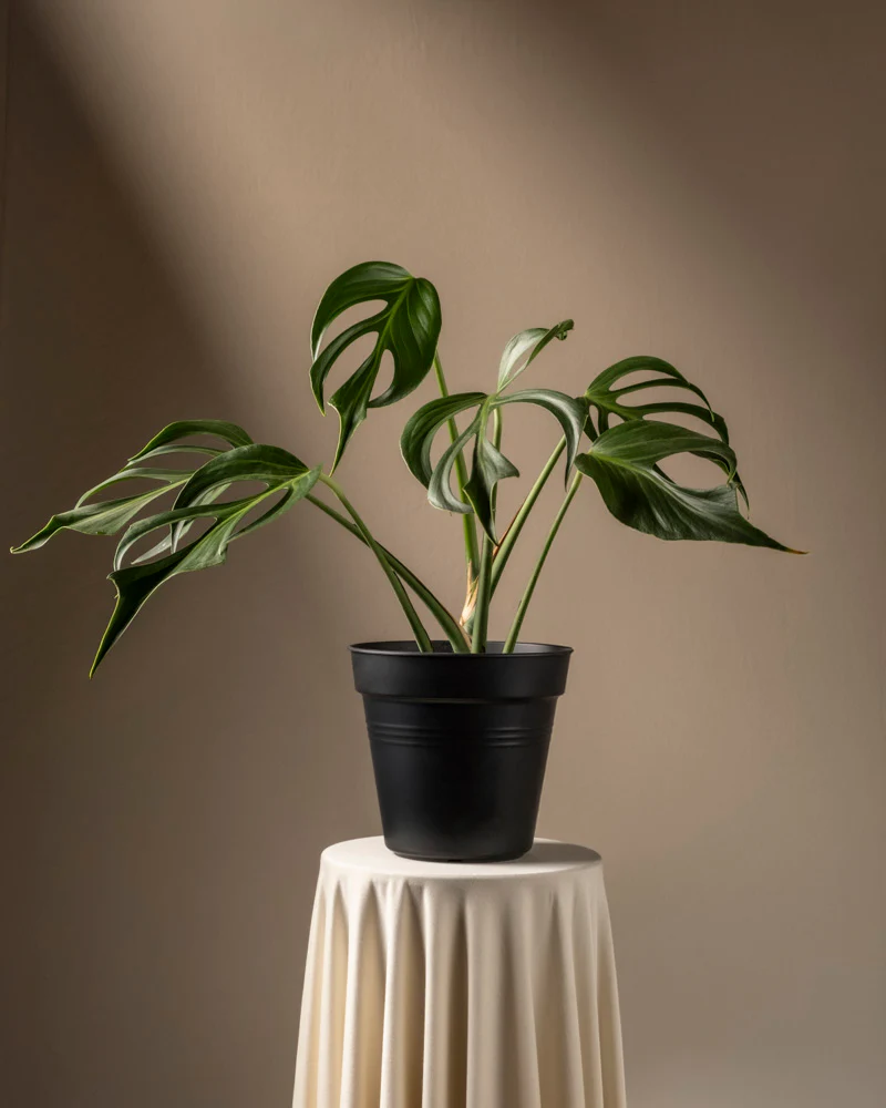 Monstera burle marx flame - Image 3