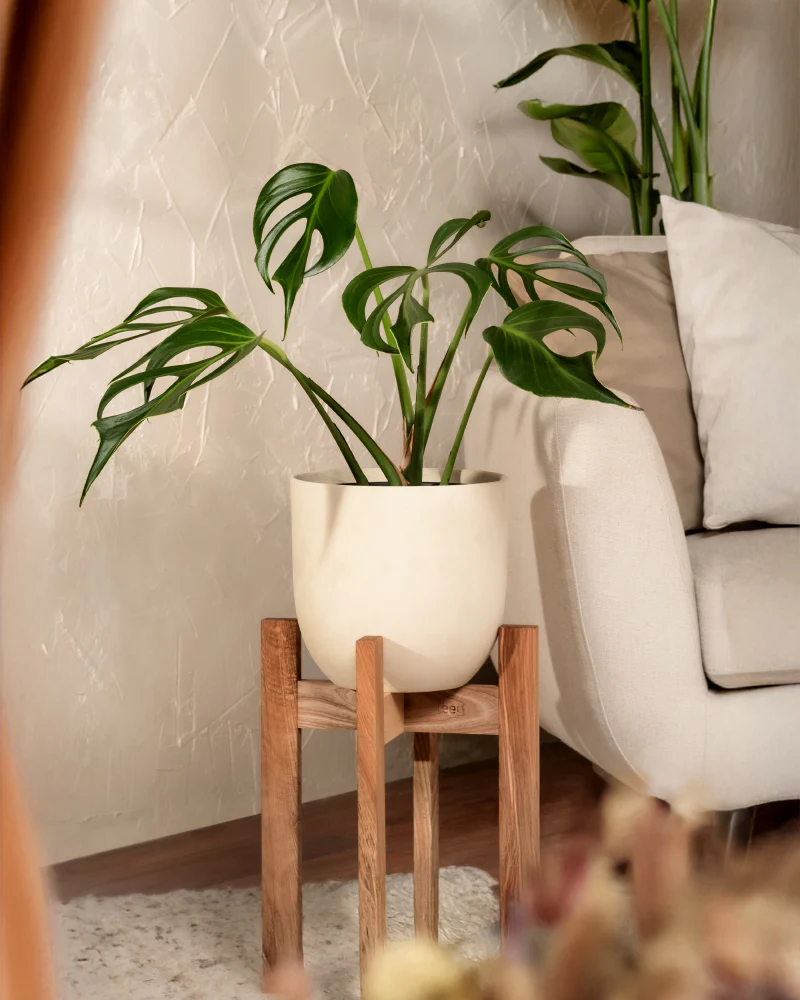Monstera burle marx flame - Image 4