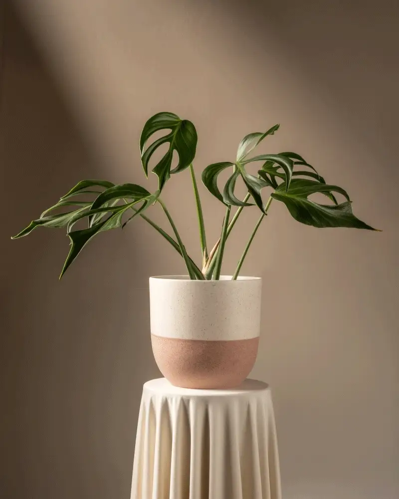 Monstera burle marx flame - Image 5