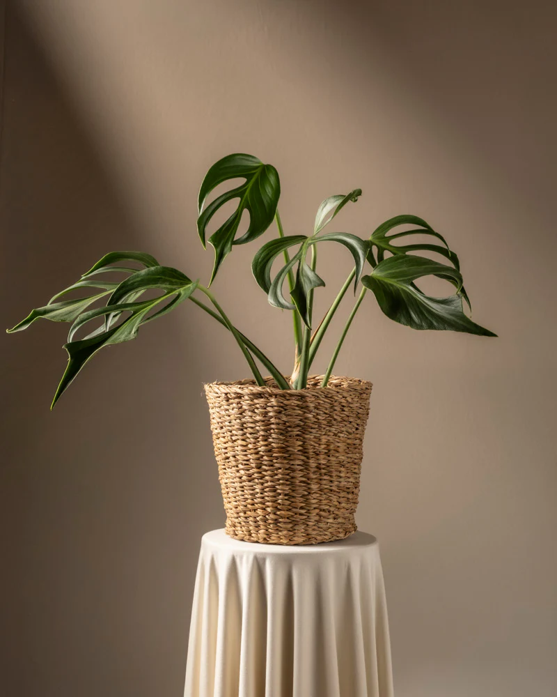Monstera burle marx flame - Image 7