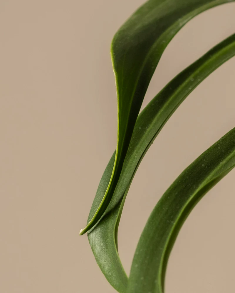 Monstera burle marx flame - Image 9