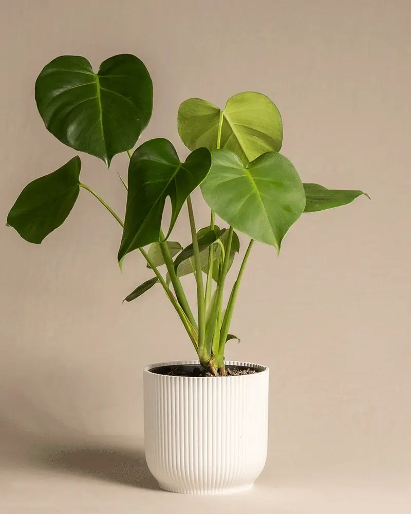 Monstera - Image 10