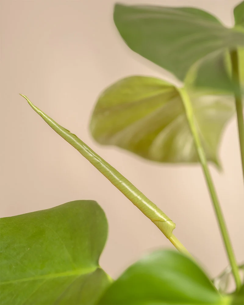 Monstera - Image 11
