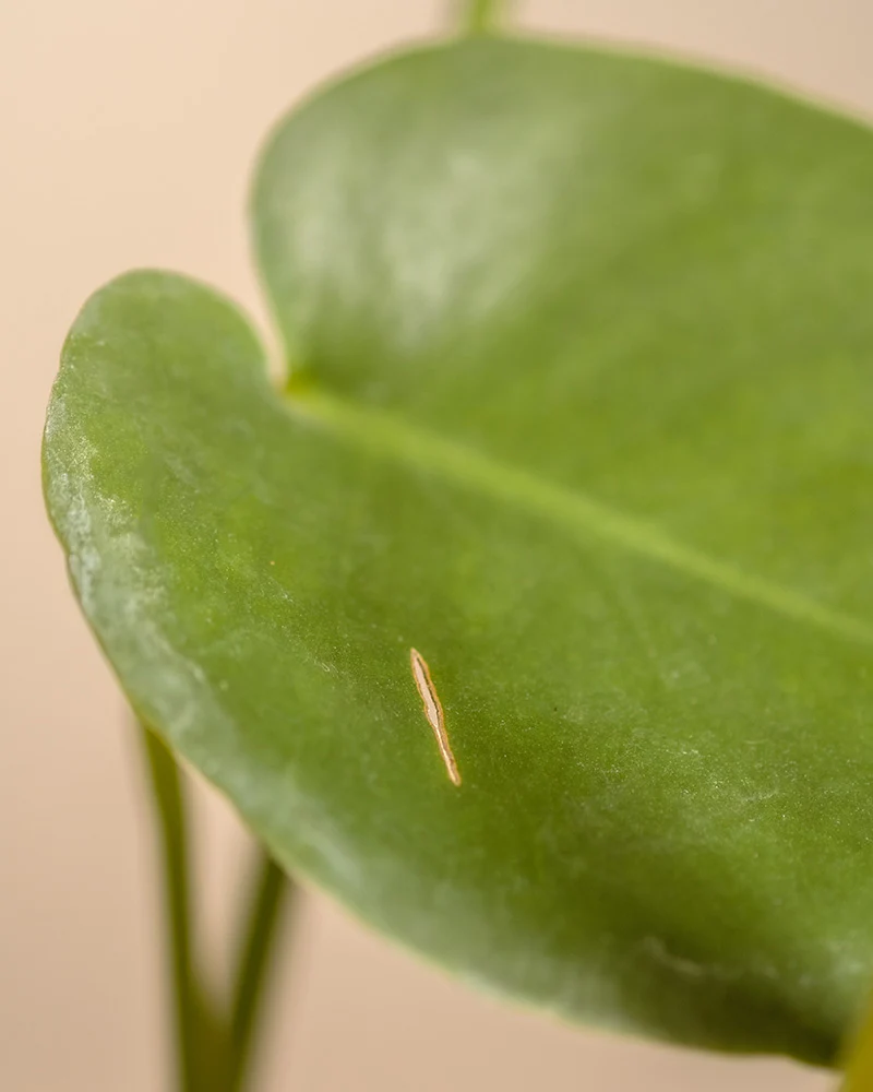 Monstera - Image 12