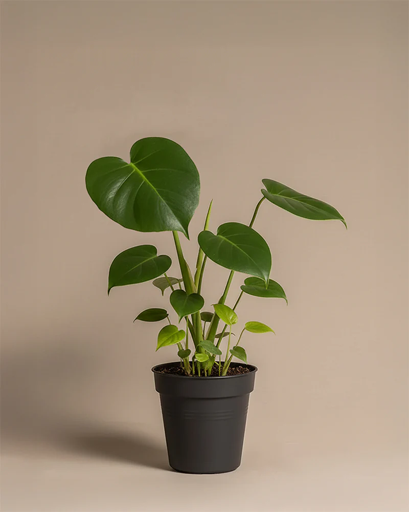 Monstera - Image 3