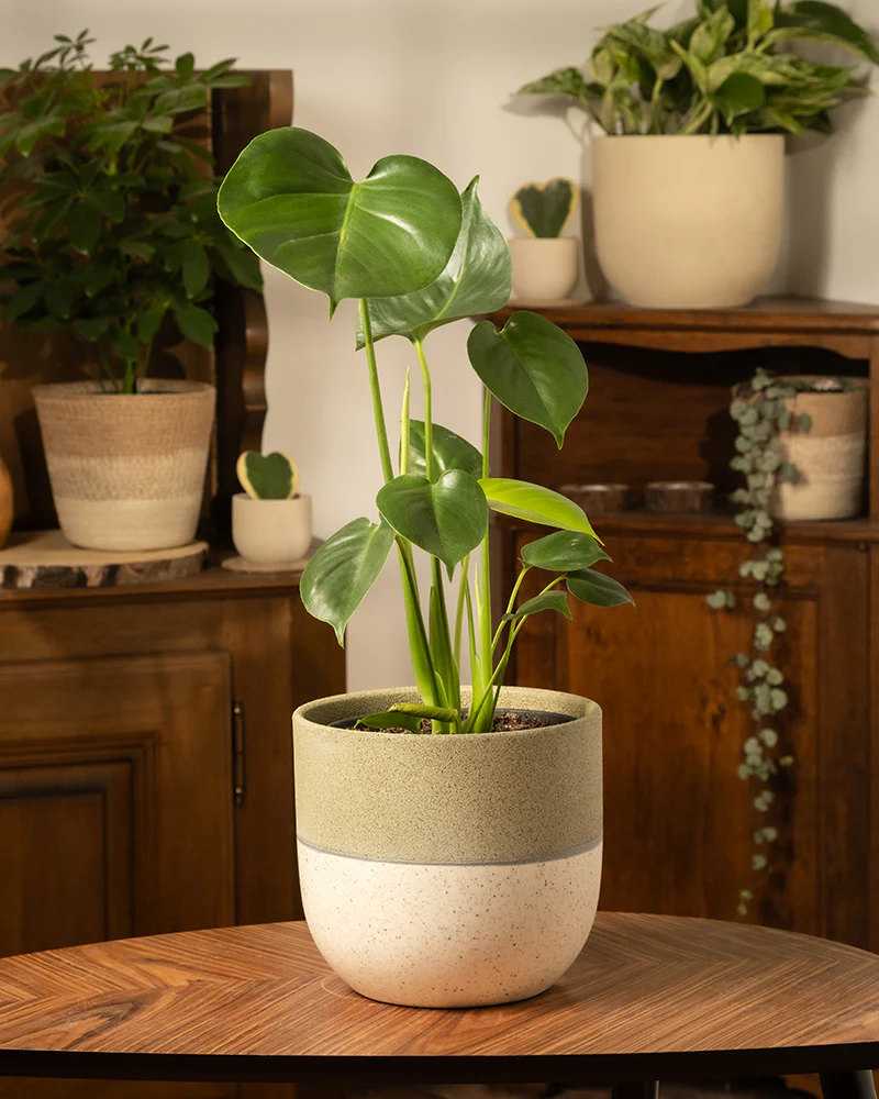Monstera - Image 4