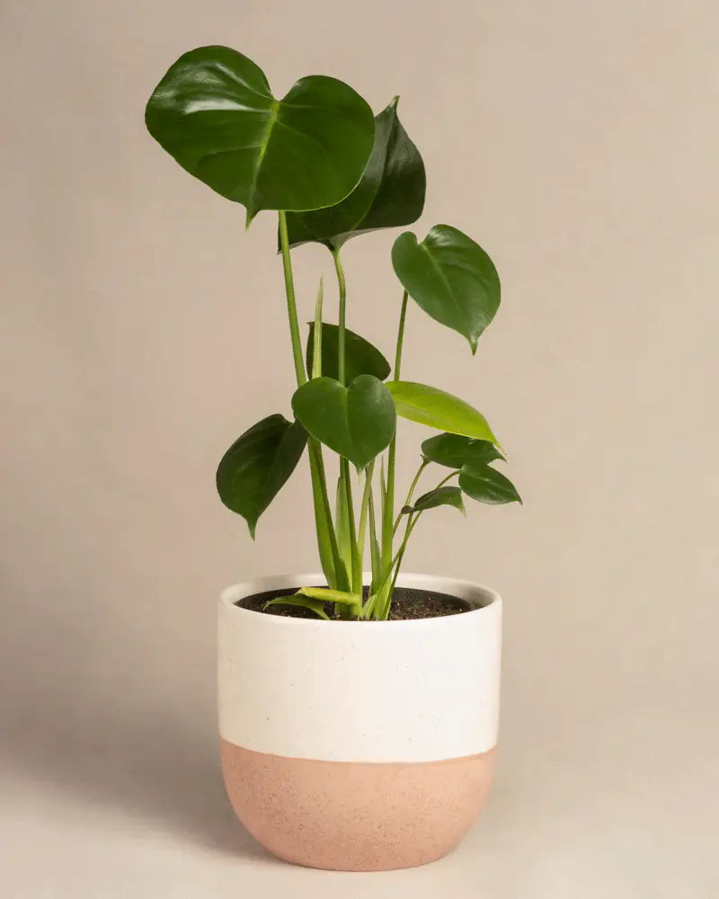 Monstera - Image 5