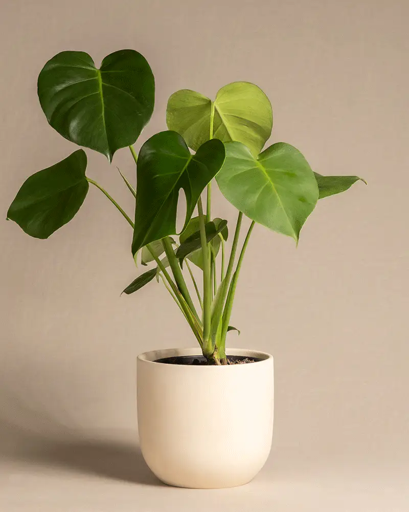 Monstera - Image 6