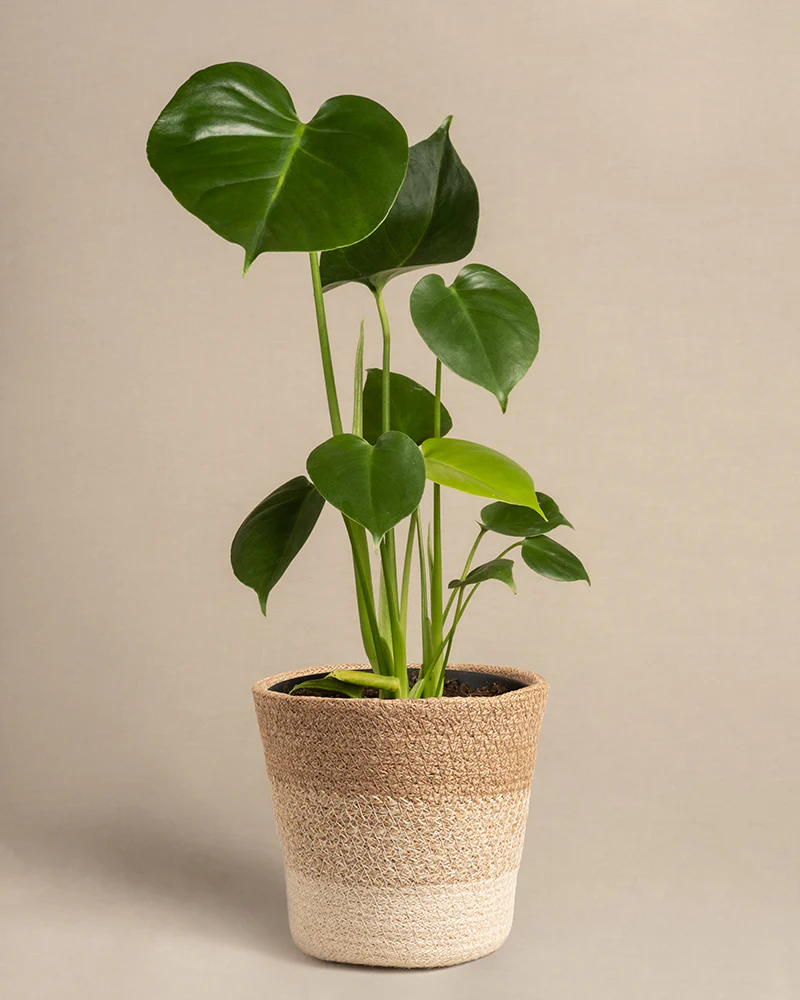 Monstera - Image 7