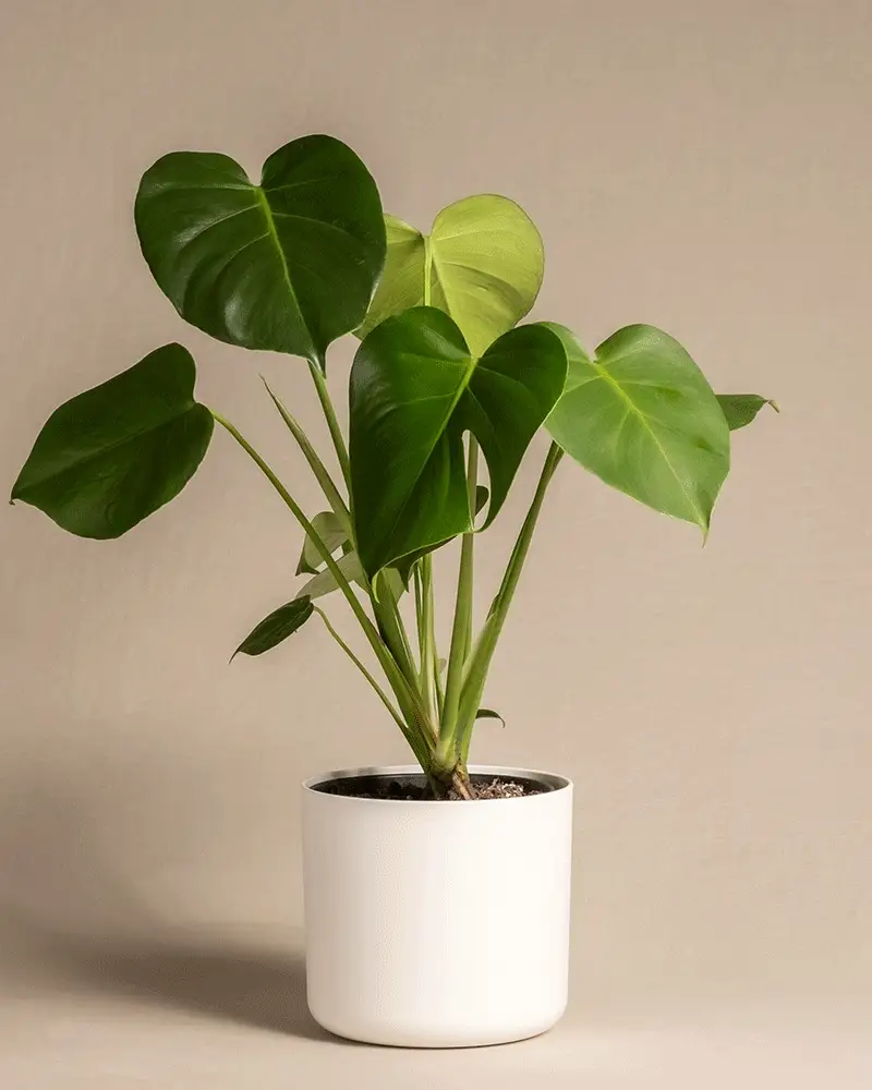 Monstera - Image 8