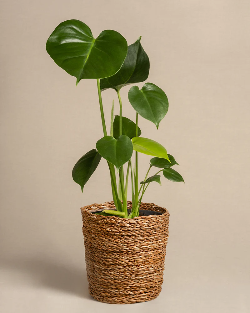 Monstera - Image 9