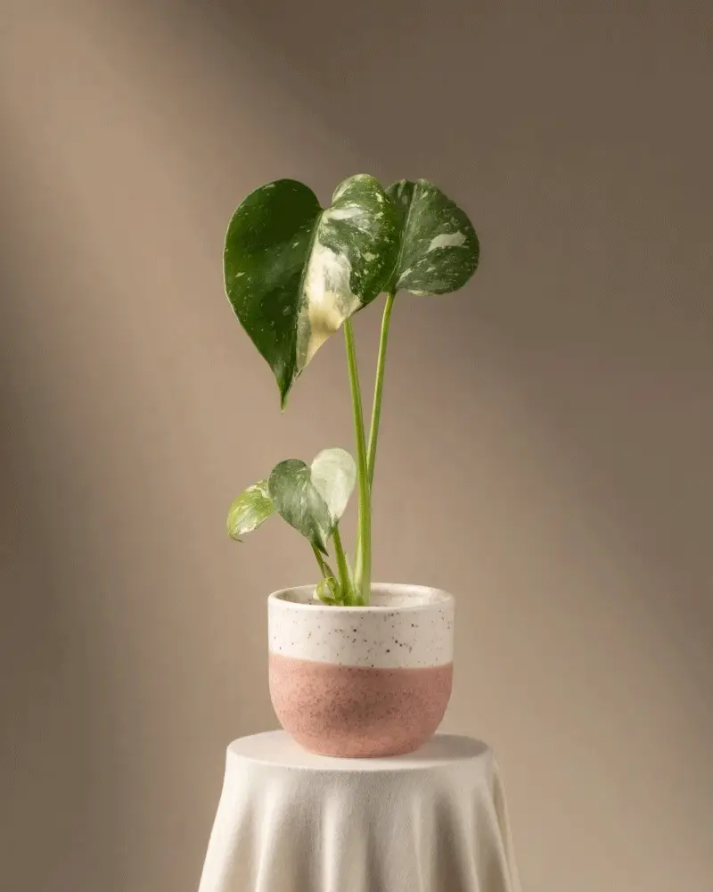 Monstera deliciosa 'Thai Constellation' Babypflanze - Image 5
