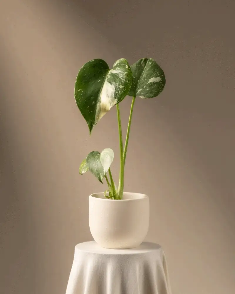 Monstera deliciosa 'Thai Constellation' Babypflanze - Image 6