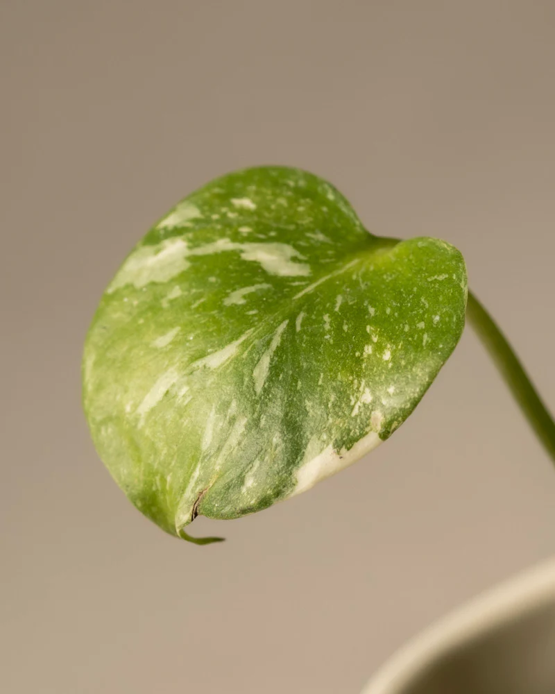 Monstera deliciosa 'Thai Constellation' Babypflanze - Image 8