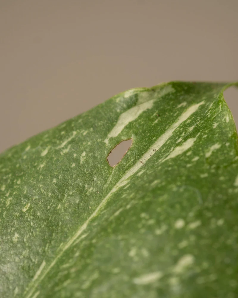 Monstera deliciosa 'Thai Constellation' Babypflanze - Image 9