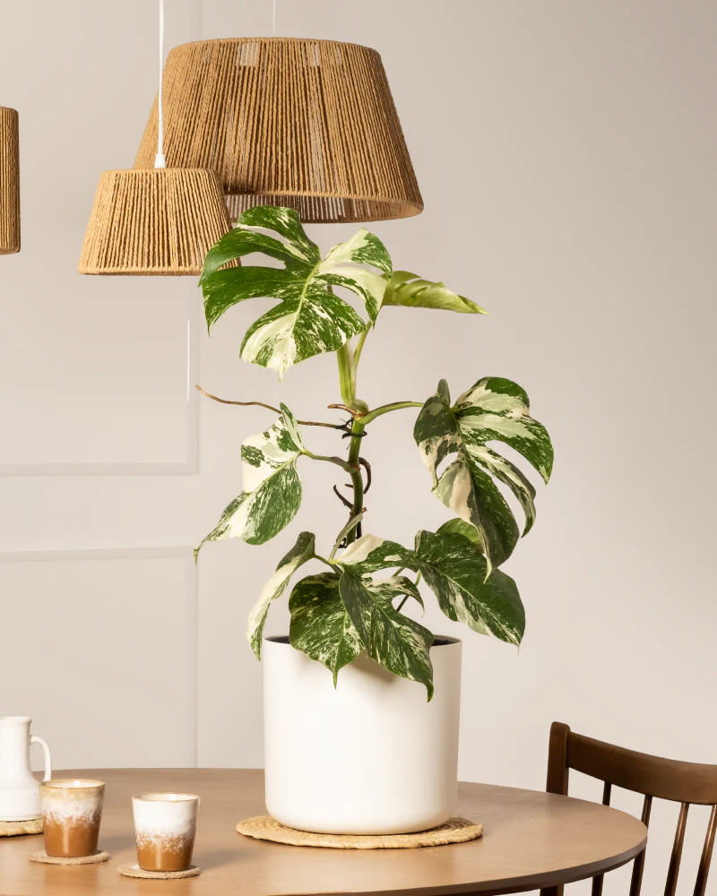 Monstera deliciosa variegata - Image 4