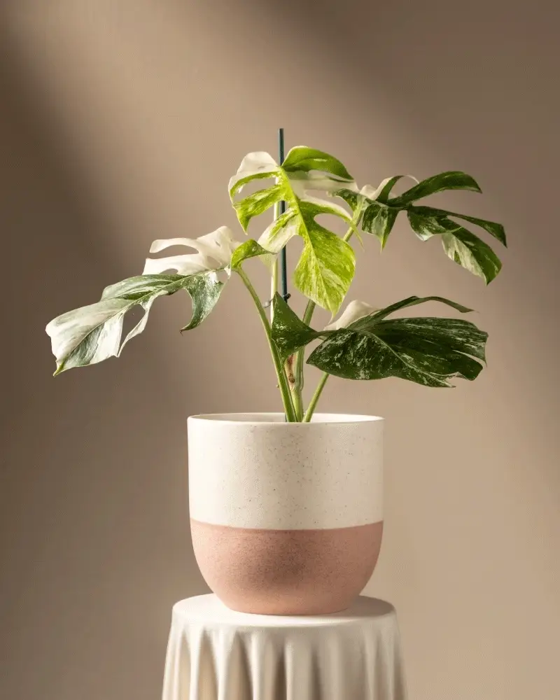 Monstera deliciosa variegata - Image 5