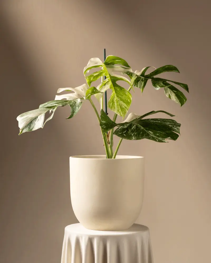 Monstera deliciosa variegata - Image 6