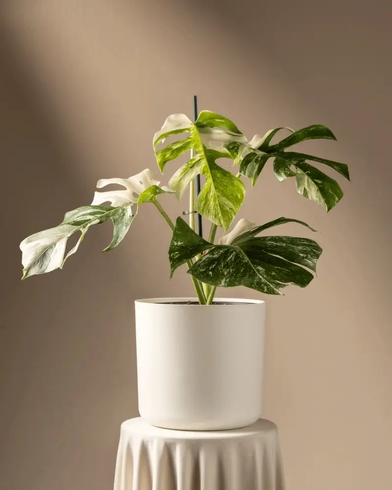 Monstera deliciosa variegata - Image 7