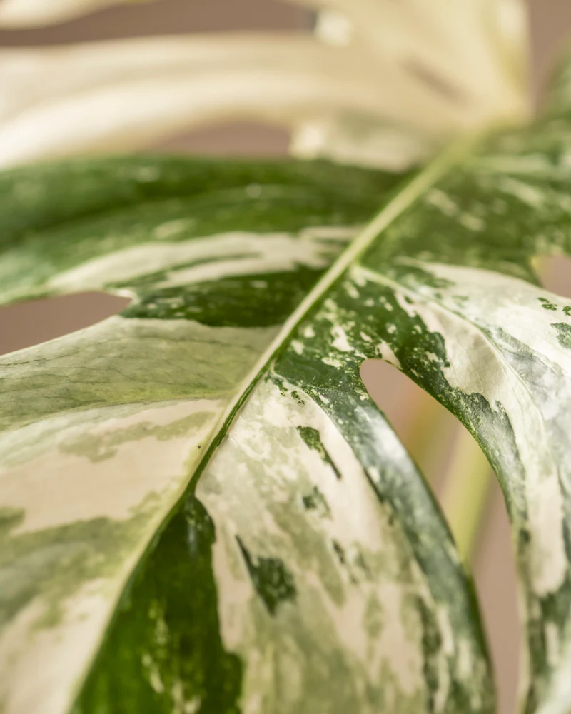 Monstera deliciosa variegata - Image 8