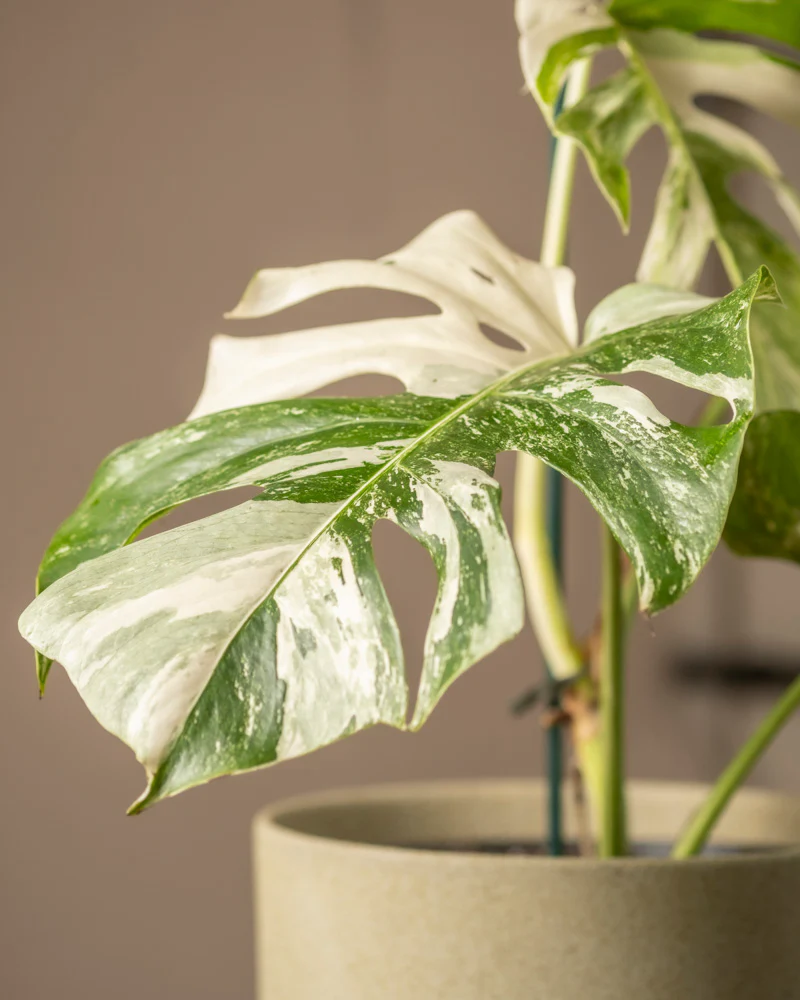 Monstera deliciosa variegata - Image 9