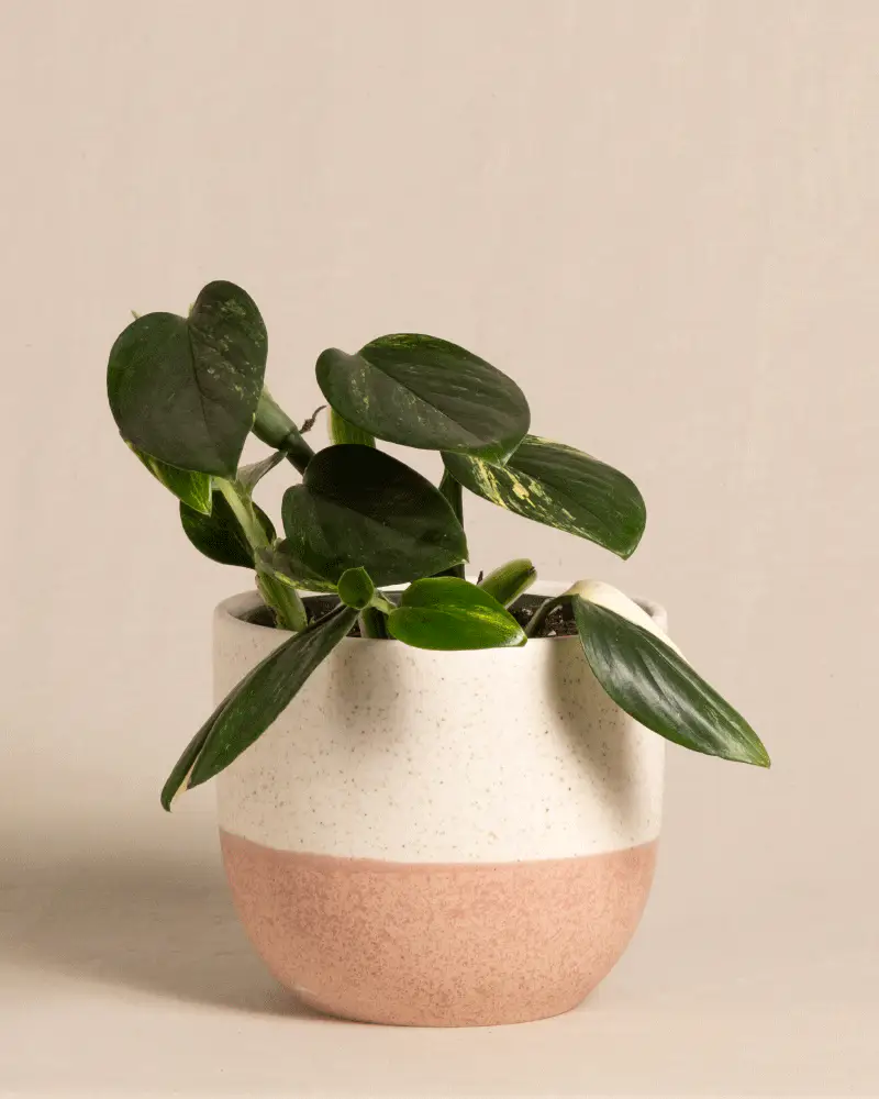 Monstera standleyana - Image 5