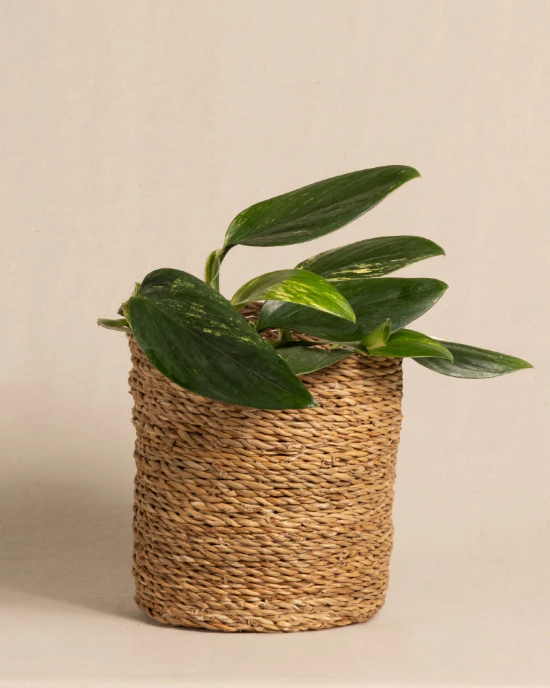 Monstera standleyana - Image 7