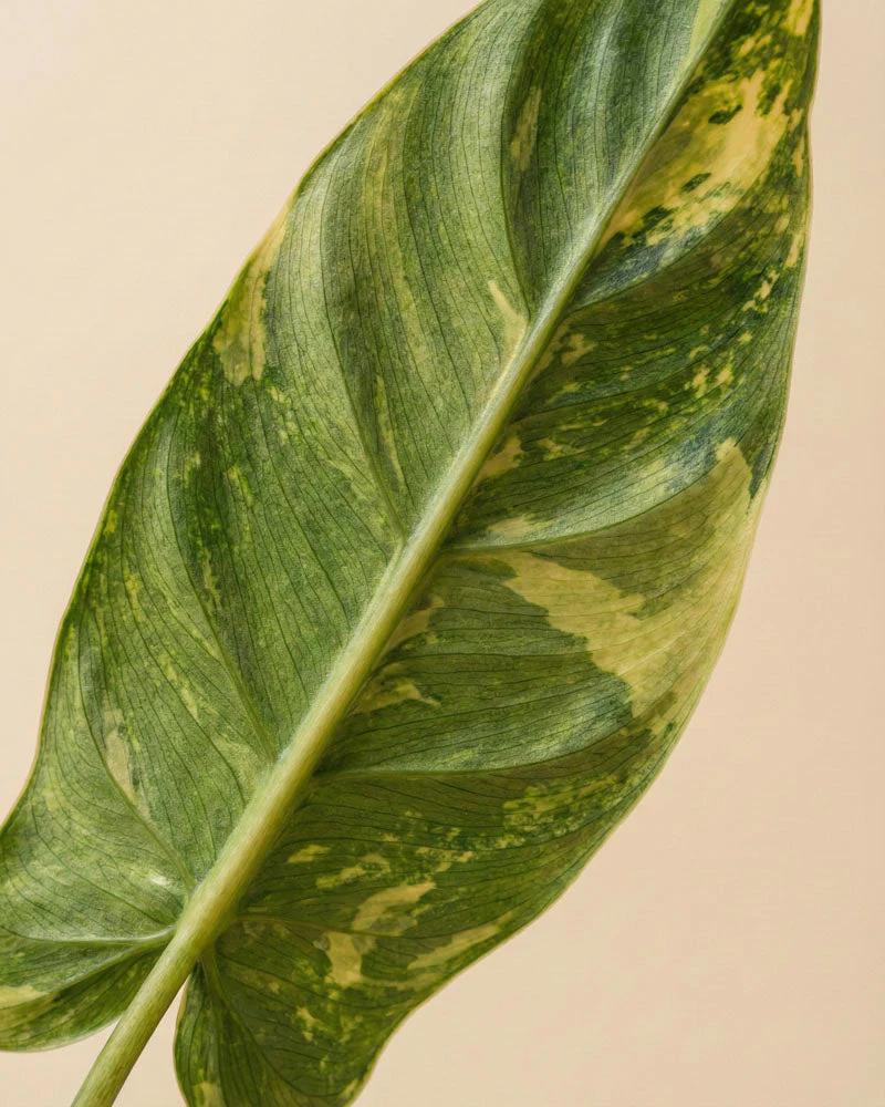 Monstera standleyana 'Aurea' • feey - Image 10