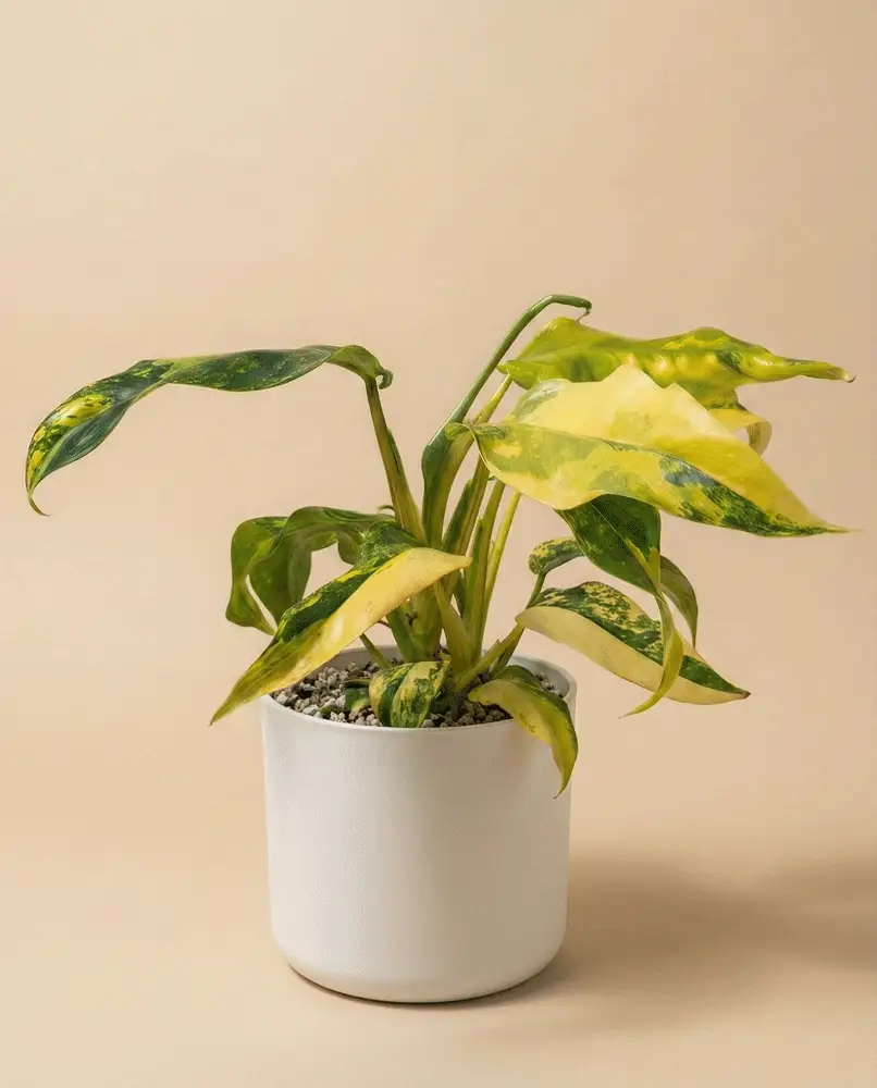 Monstera standleyana 'Aurea' • feey - Image 6