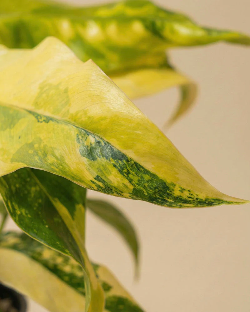 Monstera standleyana 'Aurea' • feey - Image 8