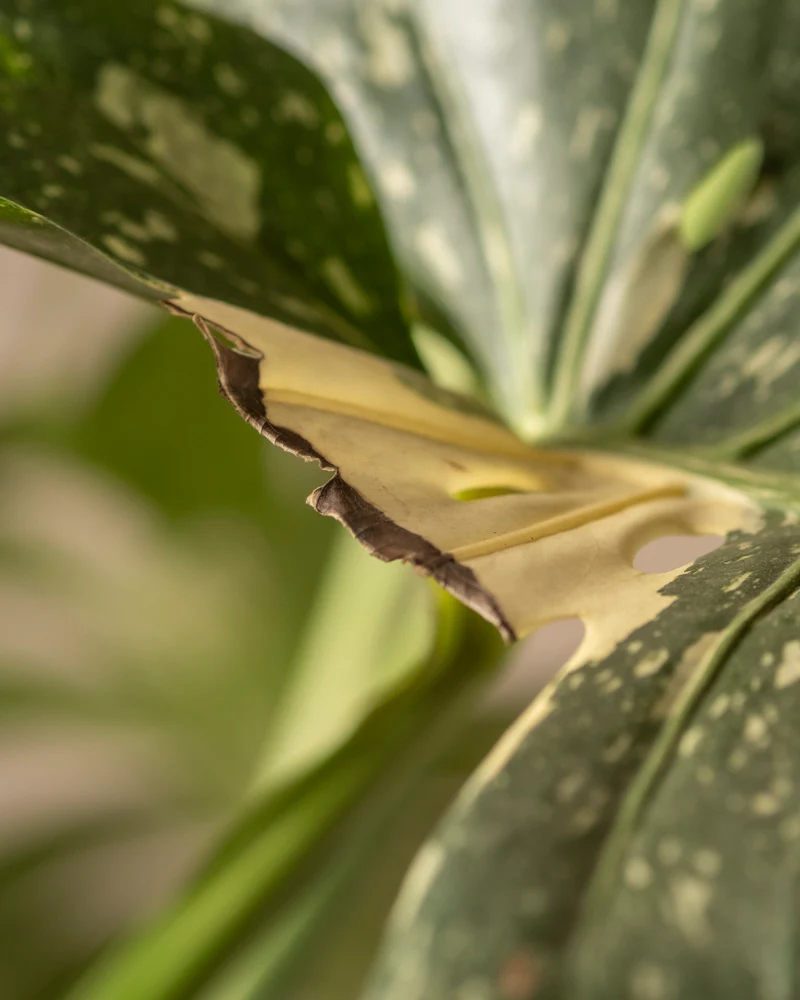 Monstera deliciosa 'Thai Constellation' - Image 11