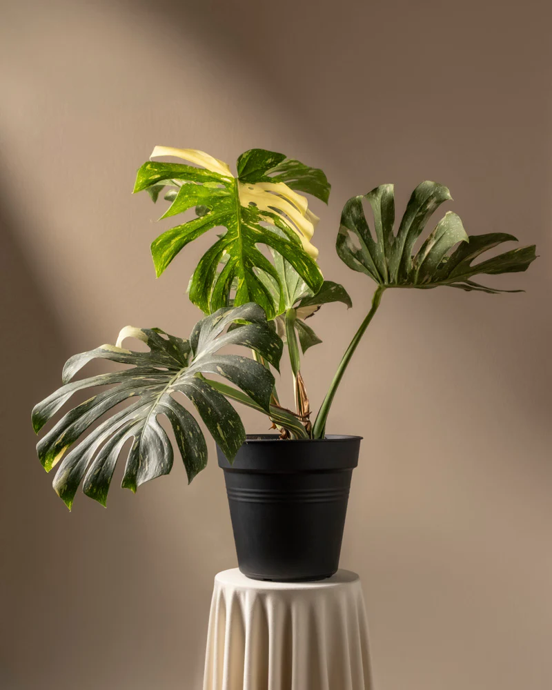 Monstera deliciosa 'Thai Constellation' - Image 17